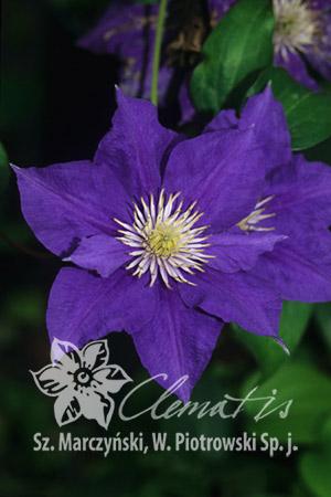 Клематис Бьюти оф Ворчестер: особенности и характеристики сорта, агротехника посадки и выращивания, отзывы - садовый мир